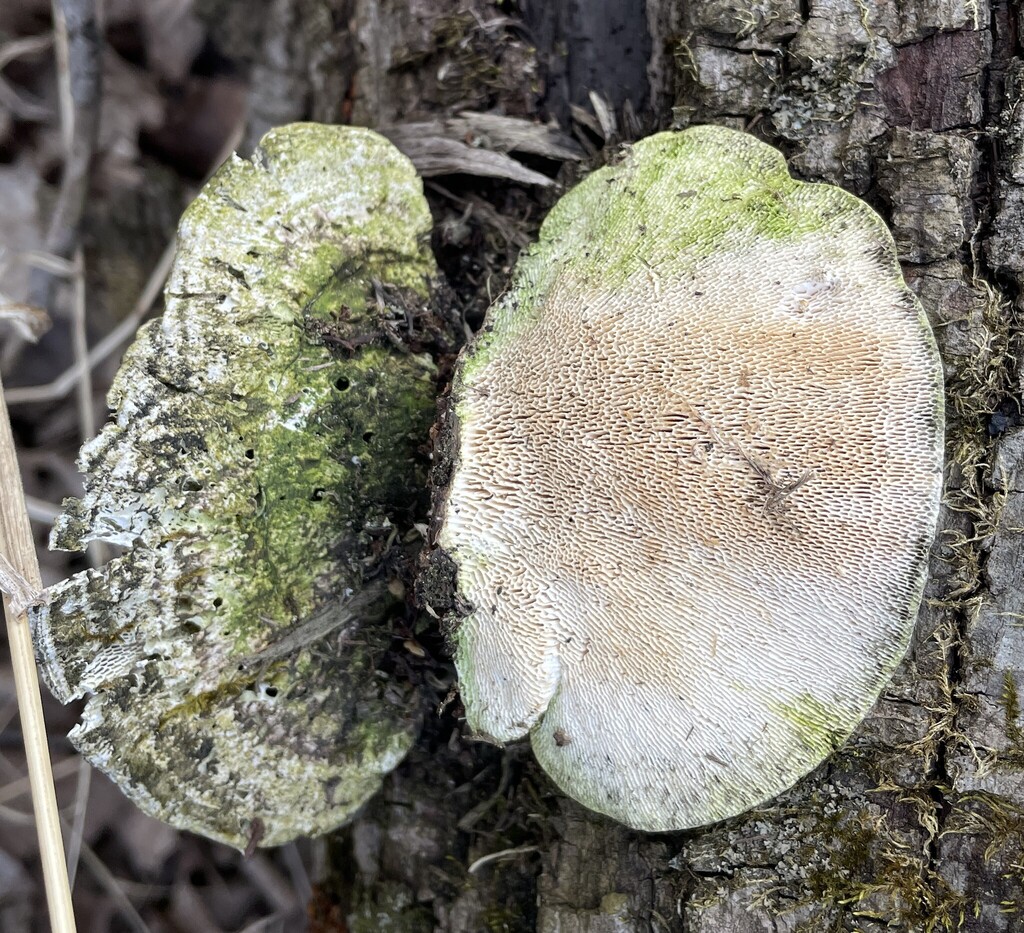 Trametes gibbosa · April 2026 · photo: © cotterh (iNaturalist, cc-by)