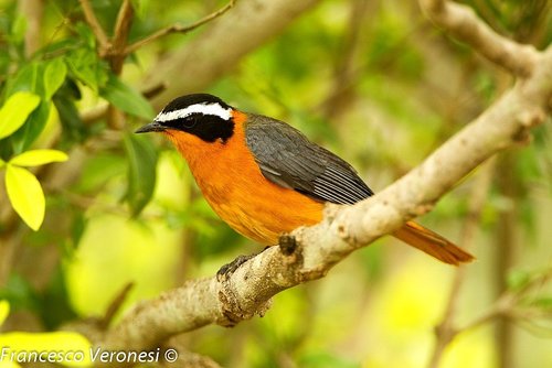 White-browed Robin-Chat