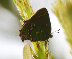Callophrys hesseli