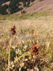 Carex raynoldsii