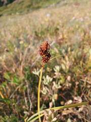 Carex raynoldsii