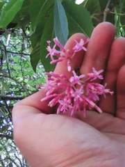 Fuchsia arborescens