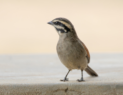 Cape Bunting (Emberiza capensis), photo 9
