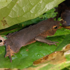 Rhinella castaneotica