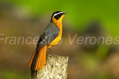 Rueppell's Robin-Chat photo 1