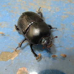 Geotrupes stercorarius