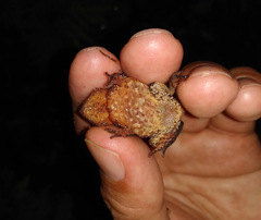 Rhinella castaneotica