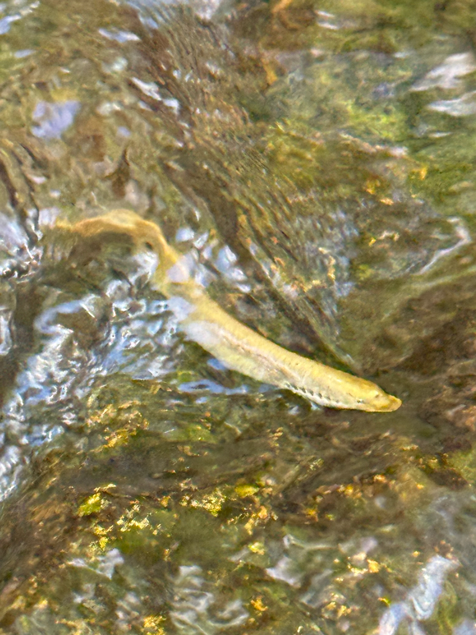 Mountain Brook Lamprey photo 6
