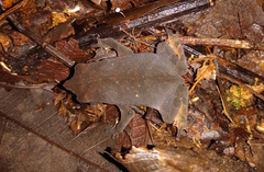 Rhinella castaneotica