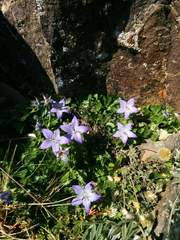 Campanula piperi