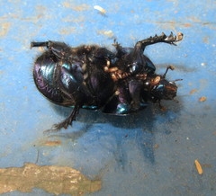 Geotrupes stercorarius