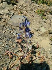 Delphinium glareosum