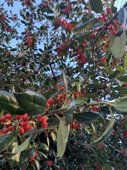 Ilex opaca