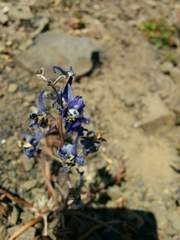 Delphinium glareosum