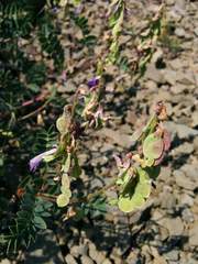 Hedysarum occidentale