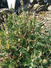 Hedysarum occidentale