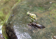 Stylogomphus albistylus