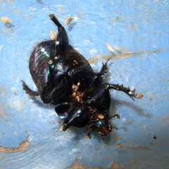 Geotrupes stercorarius