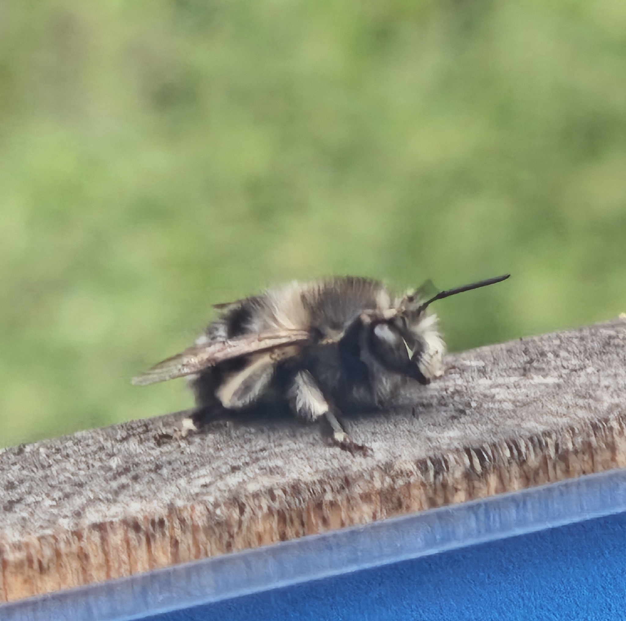 Anthophora alluaudi