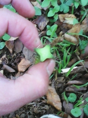 Heliocereus speciosus