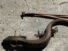 Elgaria multicarinata