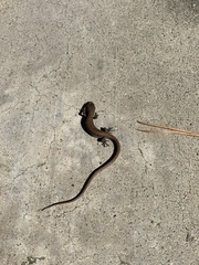 Elgaria multicarinata