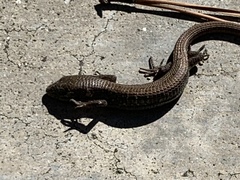 Elgaria multicarinata