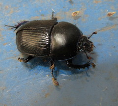 Geotrupes stercorarius