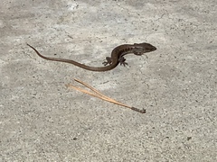 Elgaria multicarinata