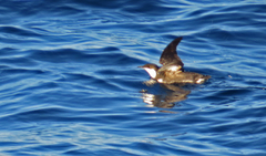 Synthliboramphus craveri