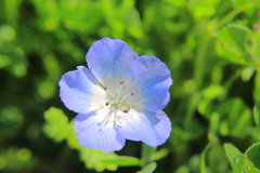 Nemophila phacelioides