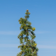 Abies bracteata, photograph author not stated, no rights reserved