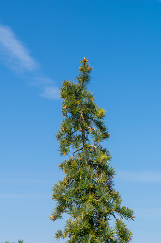 Abies bracteata, photograph 3