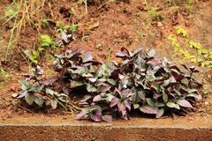 Hemigraphis alternata