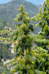 Abies bracteata, photograph author not stated, no rights reserved