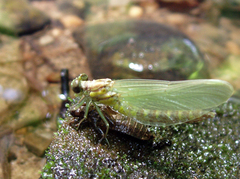 Stylogomphus albistylus