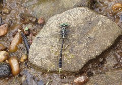 Stylogomphus albistylus