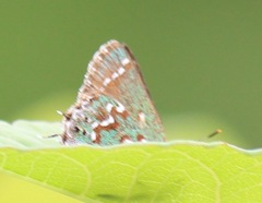 Callophrys hesseli