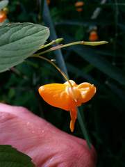 Impatiens ecornuta