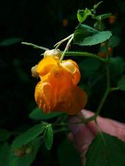 Impatiens ecornuta
