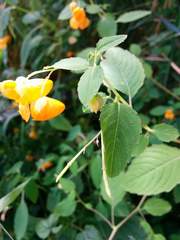 Impatiens ecornuta
