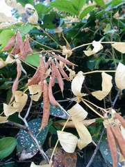 Lathyrus polyphyllus