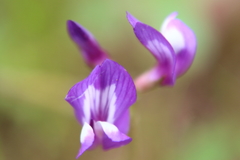 Astragalus leptocarpus