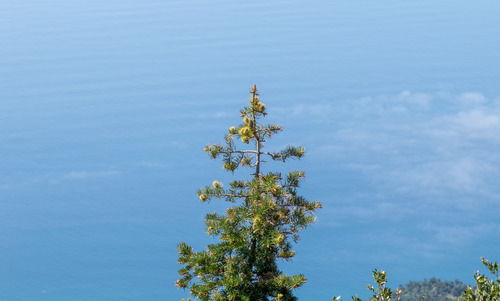 Abies bracteata
