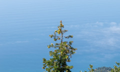Abies bracteata