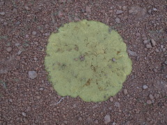 Pycnophyllum tetrastichum