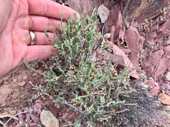 Hebecarpa macradenia