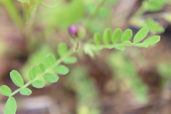 Astragalus leptocarpus