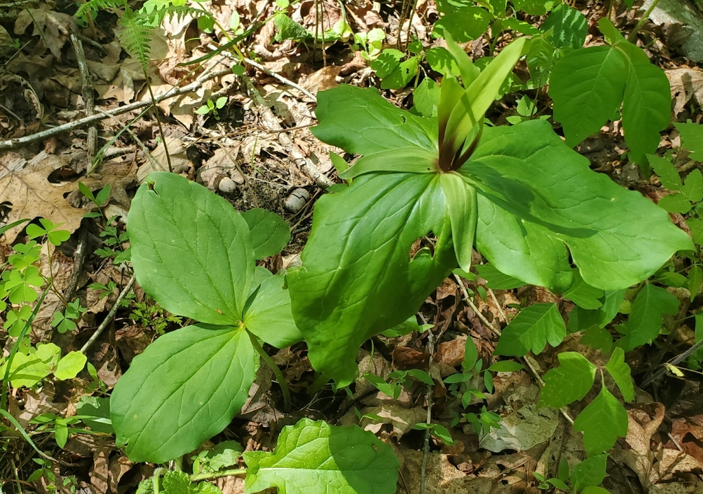 Trillium viridescens; photograph (c) hr_dragonfly, some rights reserved (CC BY)
