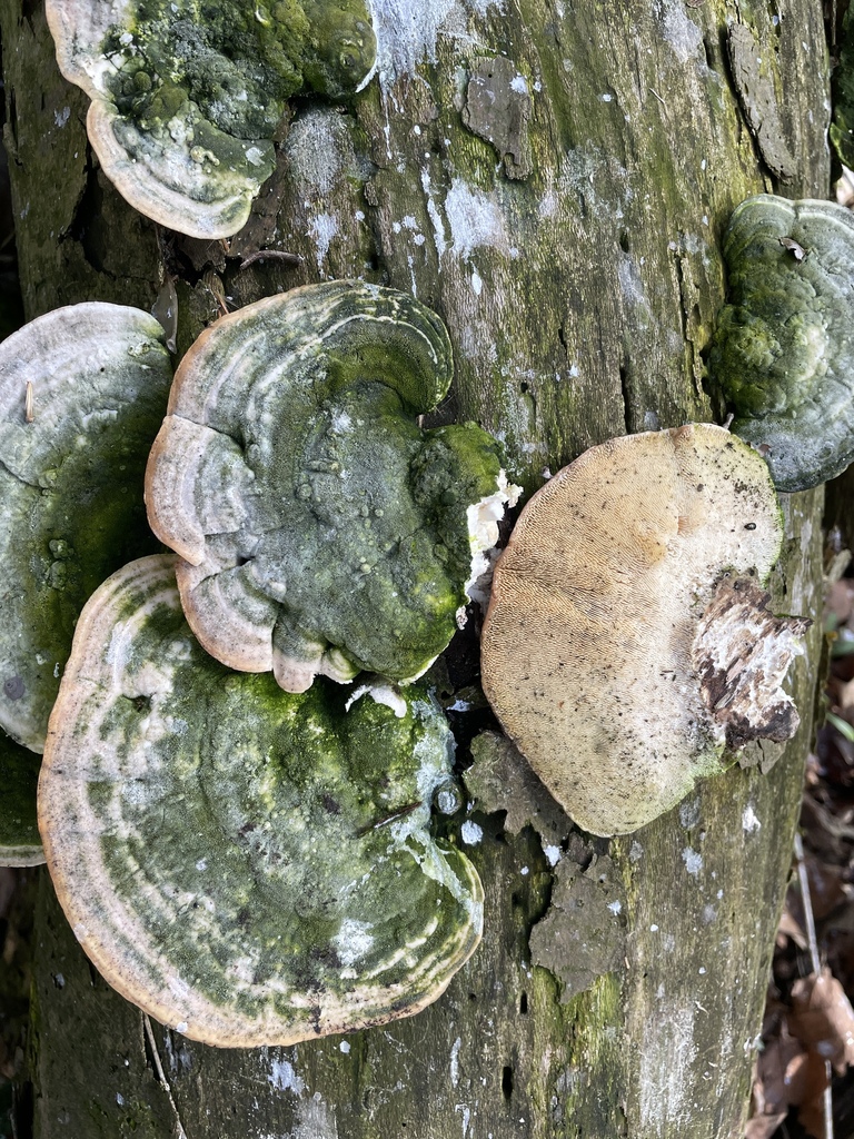 Trametes gibbosa · April 2026 · photo: © cotterh (iNaturalist, cc-by)